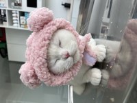 Kısırlaştırma Karşılığı Ücretsiz British Dişimiz