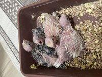 Sahibinden Evcil Sultan Papağanlar