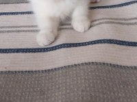 Odd Eyes Yavru Beyaz Renk Erkek Kedimiz