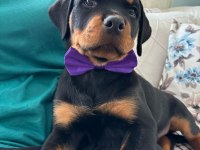 Koca Kafalı Rottweiler Bebekler