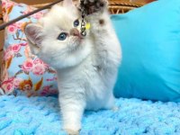 Dünya Tatlısı British Shorthair Yavruları