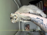 2 Aylık Eğitimli Minik Scottish Kedimiz