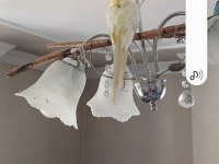 Limon Sarısı Sultan Papağanı