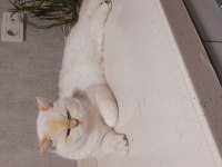 Yurt Dışından Şampiyon Ailenin Show Kalite British Shorthair Yavruları