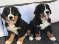 Bernese Mountain Dog Yavruları