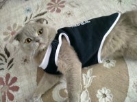 Scottish Fold Kedimize Dişi Arıyoruz