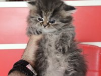 British Longhair Black Tabby Point