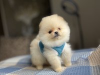 Ayı Surat Pomeranian Boo Yavrular