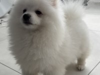 Ayı Surat Pomeranian Boo