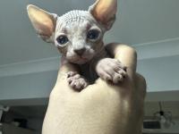 Safkan Sfenks Yavruları