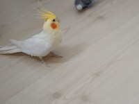 Sultan papağanı 1 yaşında