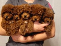 Poodle yavrularım gelmiştir