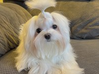 Şecereli Kore Kan Maltese Yavruları