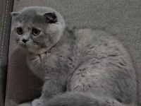 Uygun Koca Kafalı Scottish Fold Yavruları