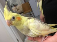 30 Günlük Yavru Sultan Papağanlar