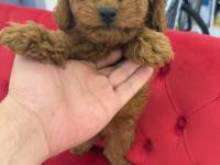 2 Dişi Ve 1 Erkek Toy Poodle