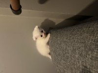 Minik British Shorthair Patiler Yeni Yuvalarını Arıyor!