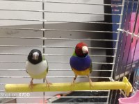 Prehistoricpets güvencesi ile golden finch