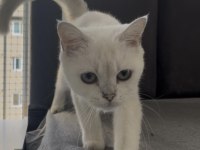 British Shorthair Beyaz Mavi Göz Dişi