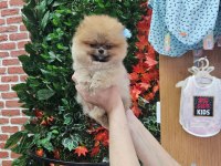 Pomeranian Boo Yavru Köpekler