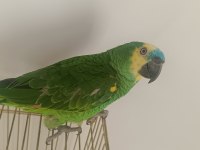 1 Yaşında Blue Front Amazon Papağanı Konuşmada Sınırları Zorlar