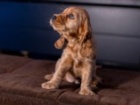 Safkan İngiliz Cocker Spaniel
