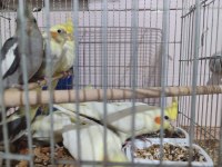 Yeme Düşmüş Yavru Sultan Papağanları