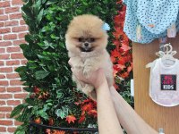 Pomeranian Boo Yavru Köpekler