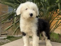 Sevgi Dolu Dev Köpek Bobtail