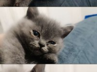 Dost canlısı british shorthair