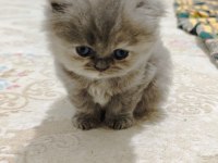 British Shorthair Blue Kedimiz