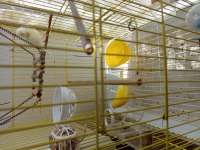 Dişi Ve Erkek 2 Adet Kafesi İle Birlikte Kanarya