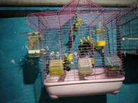 Her Tür Muhabbet Kuşu Vardır