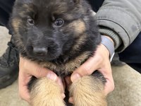 Şampiyon alman kurdu yavruları