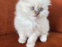Scottish Fold Longhair Blue Point