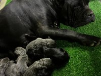 Irk Garantili 2 Aylık Erkek Ve Dişi Cane Corso