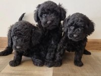 Siyah Toy Poodle Köpeği Yavrularımız