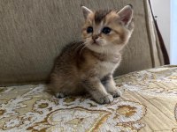 Minik Gözlerle Büyük Aşklar Başlar Black Golden British Yavru