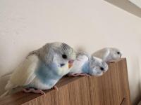 Ev Üretimi Eğitimli Muhabbet Kuşlar