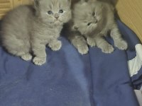 Pofuduk British Longhair Yavrular