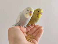 İstanbul İçi Adrese Teslim Kapıda Ödeme Muhabbet Kuşu