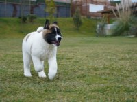 %100 American Akita Yavruları