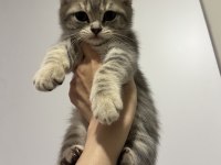 3 Aylık Birbirinden Güzel British Yavrular