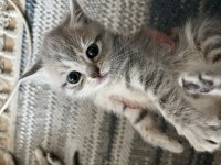 Golden British Shorthair Yavrular