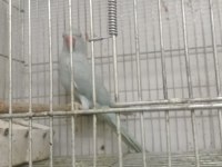 Prehistoricpets Garantisi İle Pakistan Papağanı