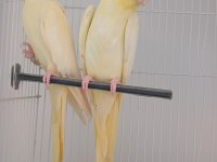 Çok Güzel Bir Çift Lutino Sultan Papağanı