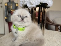 Scottish Fold Bluepoint