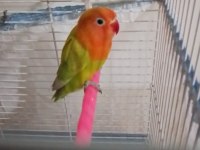 Yeni yeme düşmüş cennet papağanları