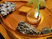 Orijinal Singapur Kırmızı Yanak Kaplumbağa