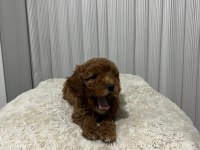 Üst Düzey Poodle Yavrular Yeni Ailesini Aramakta